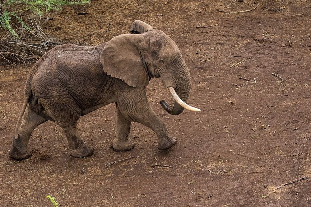 Africa-Kenya-Shompole-Aerial view of large adult Elephant walking art print by Paul Souders for $57.95 CAD