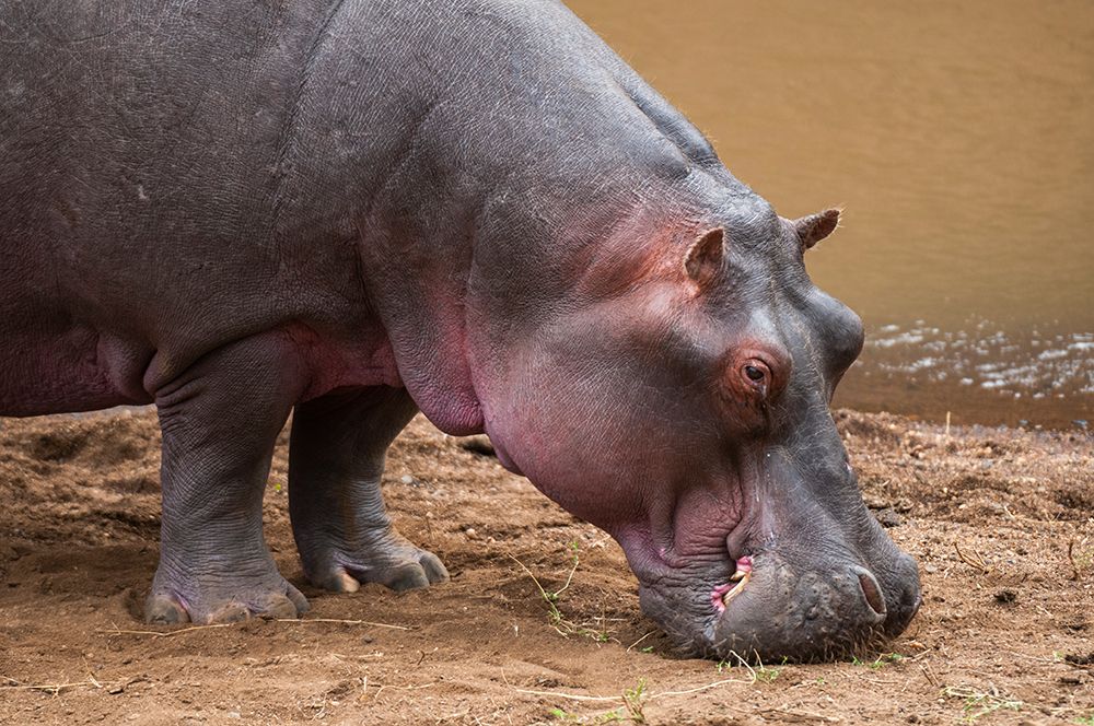 Portrait of an hippopotamus at the water side Masai Mara National Reserve-Kenya art print by Sergio Pitamitz for $57.95 CAD