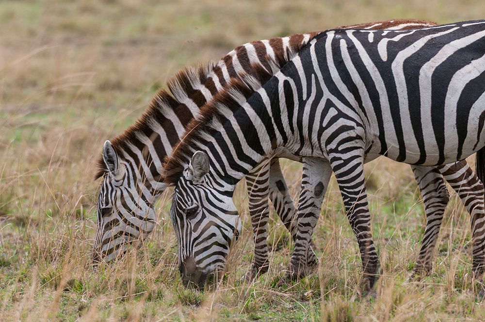 Two plains zebras grazing Masai Mara National Reserve-Kenya art print by Sergio Pitamitz for $57.95 CAD