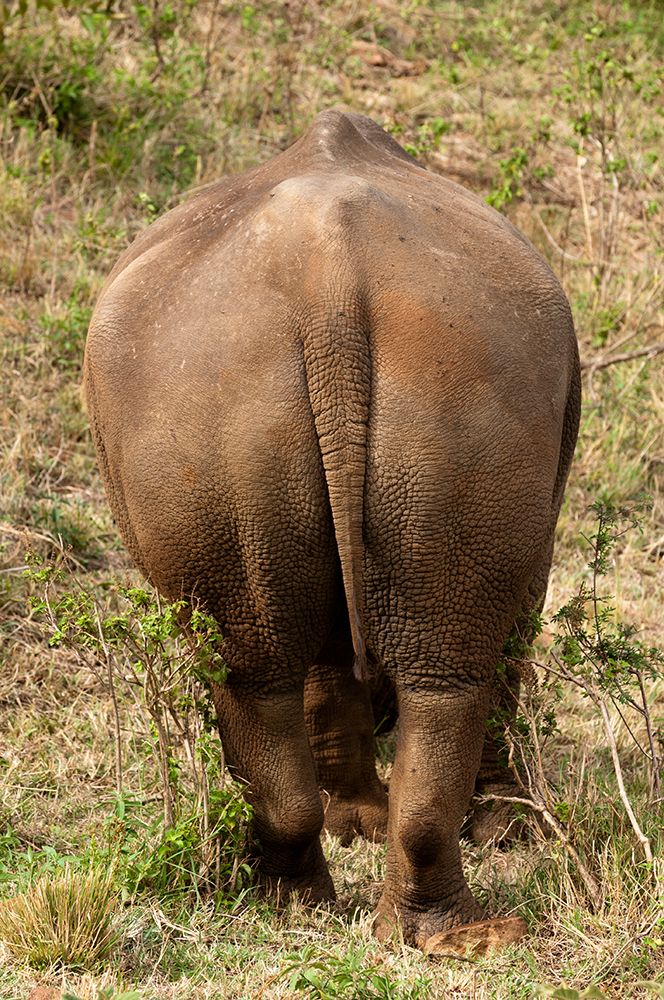 Portrait of a rare white rhinoceros from behind Masai Mara National Reserve-Kenya art print by Sergio Pitamitz for $57.95 CAD