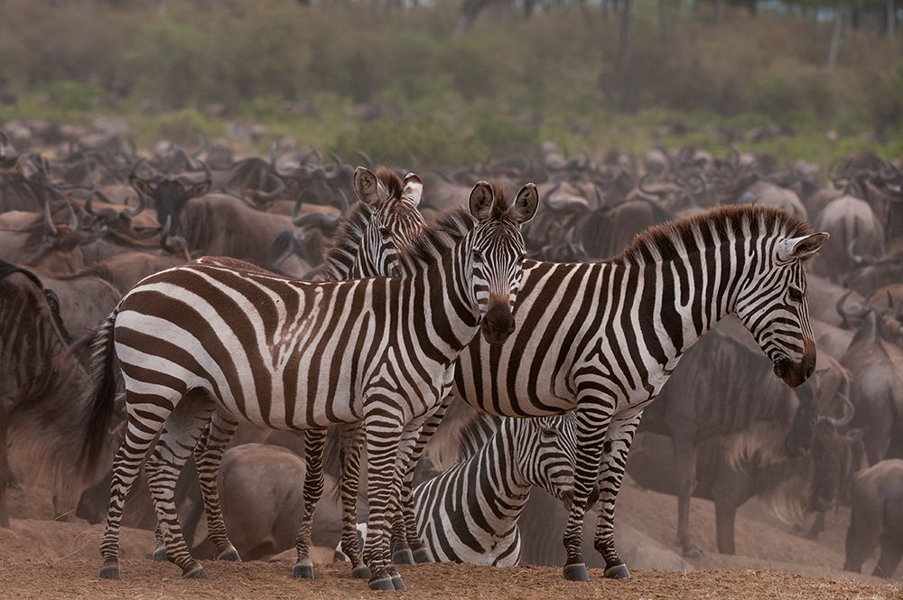 Plains zebras among a herd of wildebeests Masai Mara National Reserve-Kenya art print by Sergio Pitamitz for $57.95 CAD