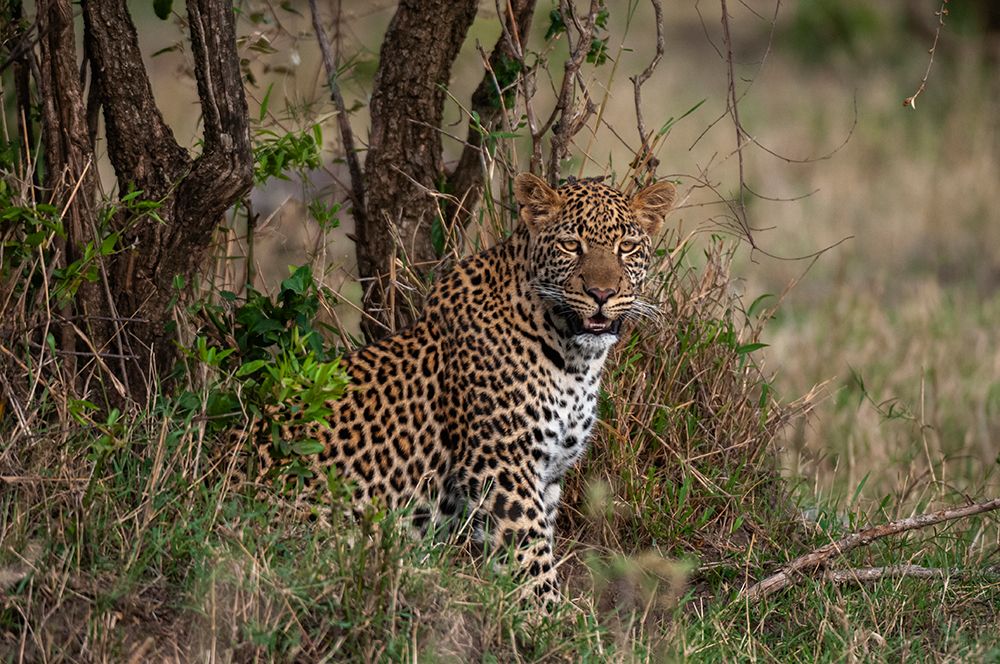 Portrait of a leopard resting among shrubs Masai Mara National Reserve-Kenya art print by Sergio Pitamitz for $57.95 CAD