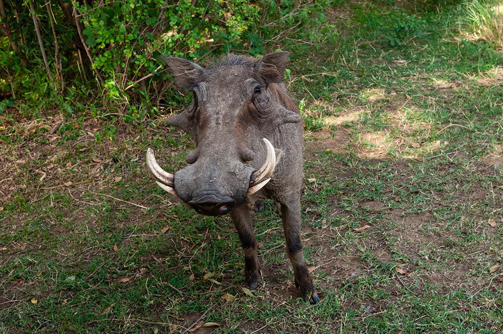 A Close-up portrait of a warthog-Phacochoerus africanus Masai Mara National Reserve-Kenya art print by Sergio Pitamitz for $57.95 CAD