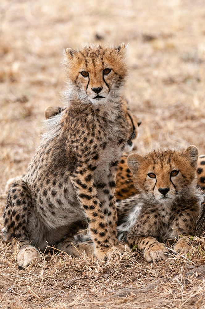 A portrait of two cheetah cubs resting behind their mother Masai Mara National Reserve-Kenya art print by Sergio Pitamitz for $57.95 CAD