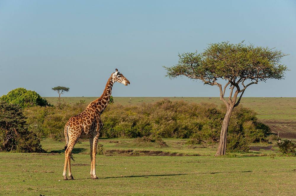 Portrait of a Masai giraffe-Giraffa camelopardalis Masai Mara National Reserve-Kenya art print by Sergio Pitamitz for $57.95 CAD