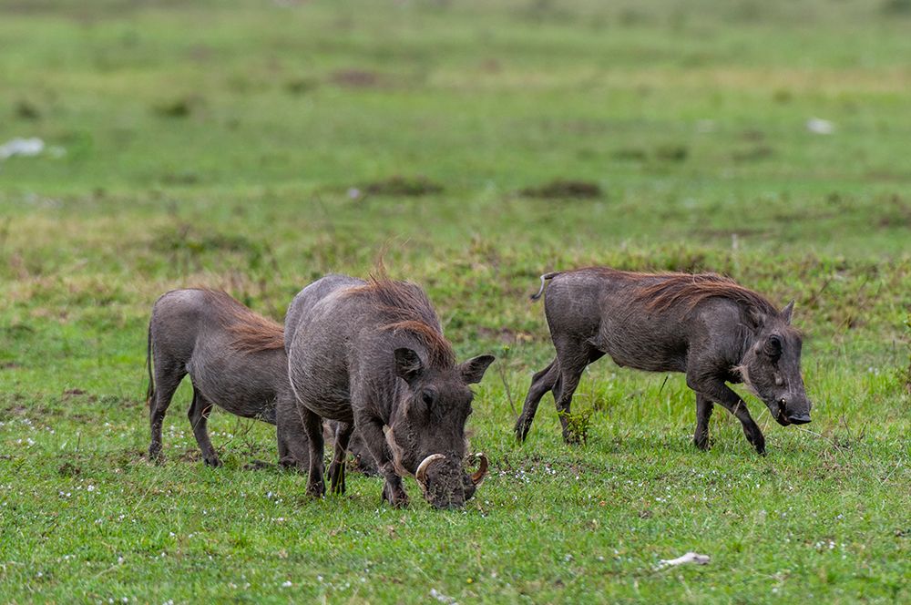 A group of warthogs-Phacochoerus aethiopicus-foraging Masai Mara National Reserve-Kenya art print by Sergio Pitamitz for $57.95 CAD