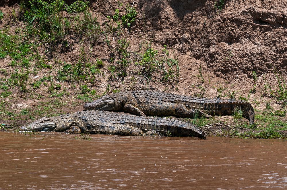 Two Nile crocodiles resting on a bank of the Mara River Masai Mara National Reserve-Kenya art print by Sergio Pitamitz for $57.95 CAD