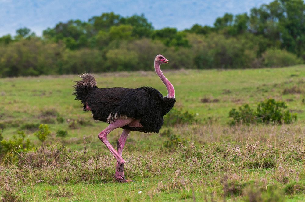 Portrait of a male ostrich walking Masai Mara National Reserve-Kenya art print by Sergio Pitamitz for $57.95 CAD