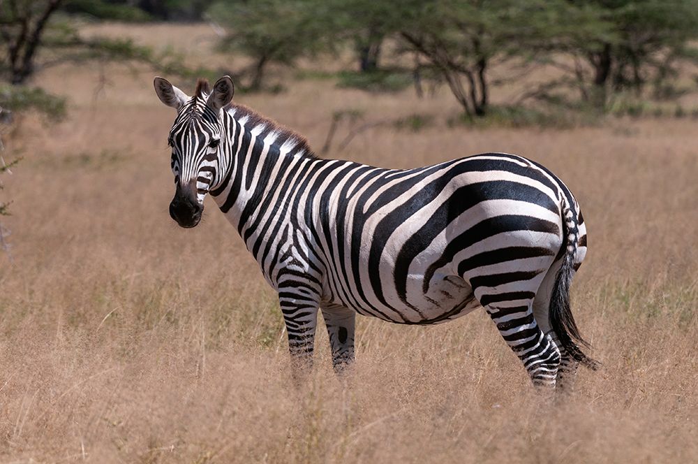 Portrait of a plains or common zebra-Equus quagga Samburu Game Reserve-Kenya art print by Sergio Pitamitz for $57.95 CAD