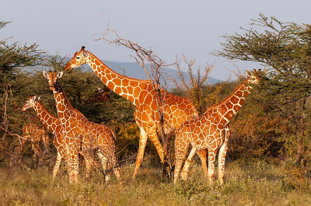 A herd of Masai giraffes eating Samburu Game Reserve-Kenya art print by Sergio Pitamitz for $57.95 CAD