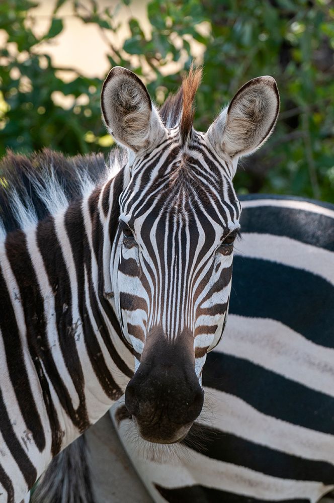 Portrait of a plains or common zebra-Equus quagga Samburu Game Reserve-Kenya art print by Sergio Pitamitz for $57.95 CAD
