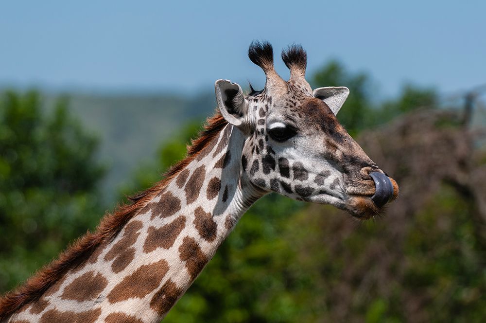 Close-up portrait of a Masai giraffe-Giraffa camelopardalis Masai Mara National Reserve-Kenya art print by Sergio Pitamitz for $57.95 CAD
