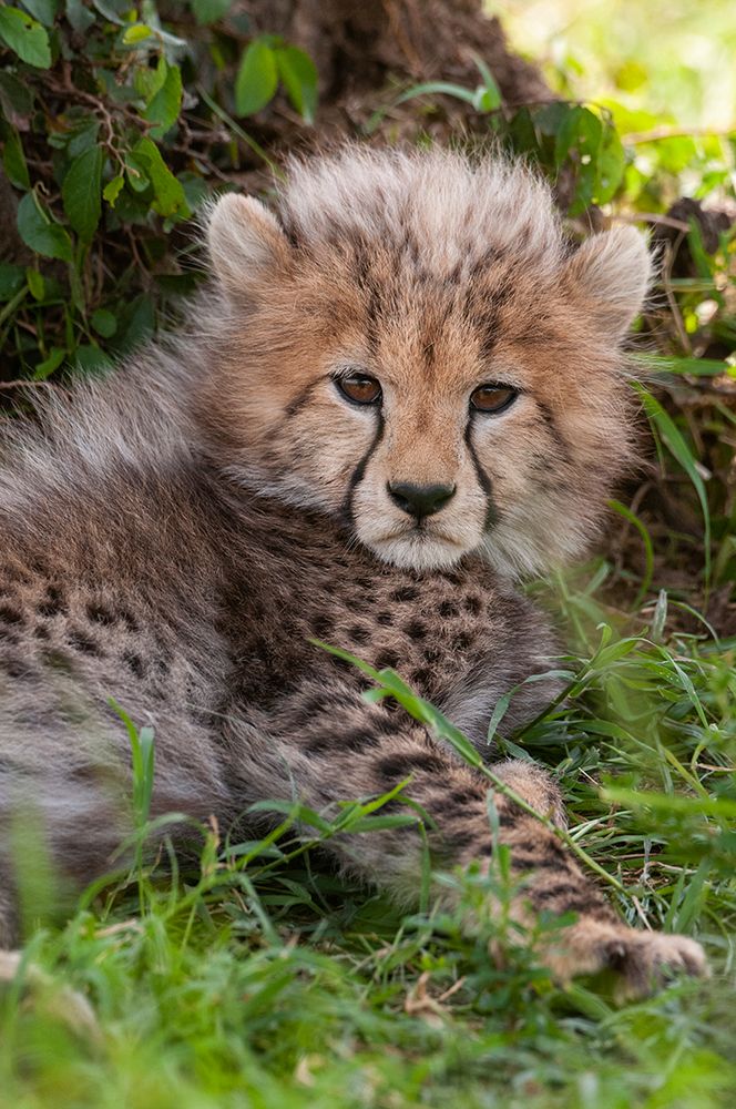 Portrait of a resting cheetah cub-Acinonyx jubatus Masai Mara National Reserve-Kenya art print by Sergio Pitamitz for $57.95 CAD