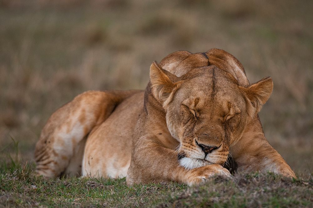 Close-up portrait of a lioness sleeping Masai Mara National Reserve-Kenya art print by Sergio Pitamitz for $57.95 CAD