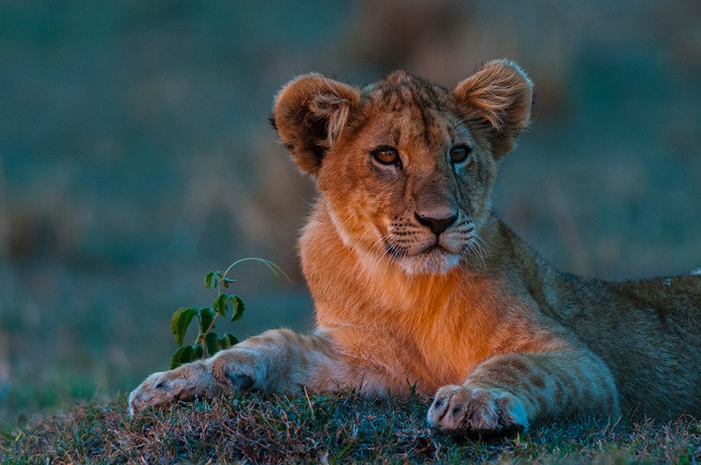 Portrait of a lion cub resting at sunset Masai Mara National Reserve-Kenya art print by Sergio Pitamitz for $57.95 CAD