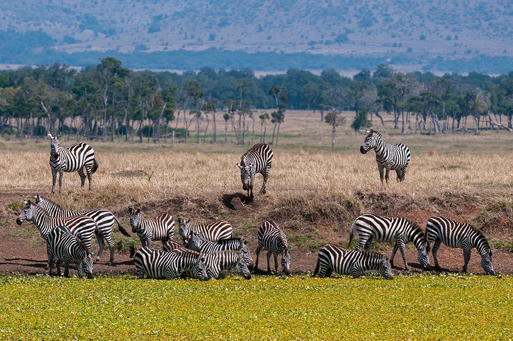 A herd of plains zebras drinking at a waterhole Masai Mara National Reserve-Kenya art print by Sergio Pitamitz for $57.95 CAD