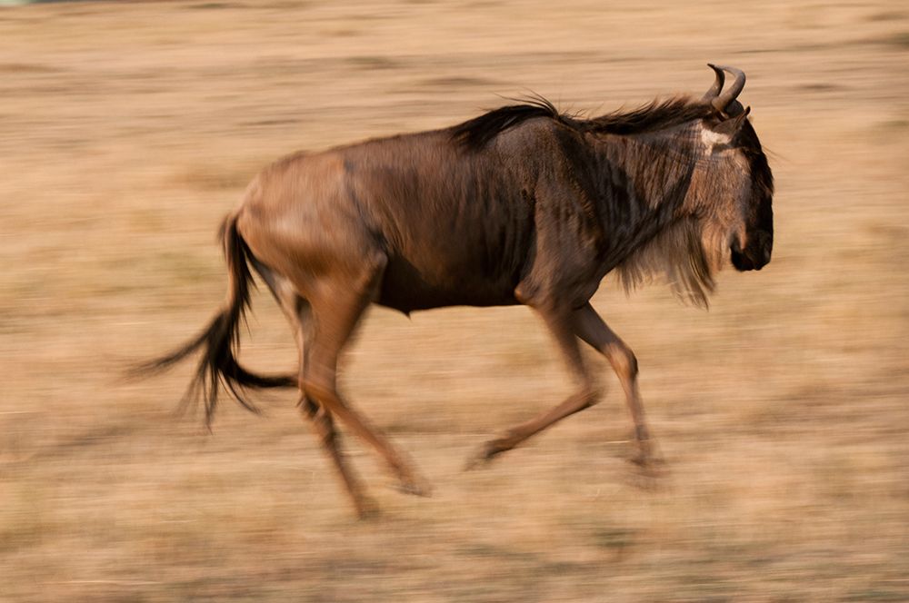 Portrait of a wildebeest running Masai Mara National Reserve-Kenya art print by Sergio Pitamitz for $57.95 CAD