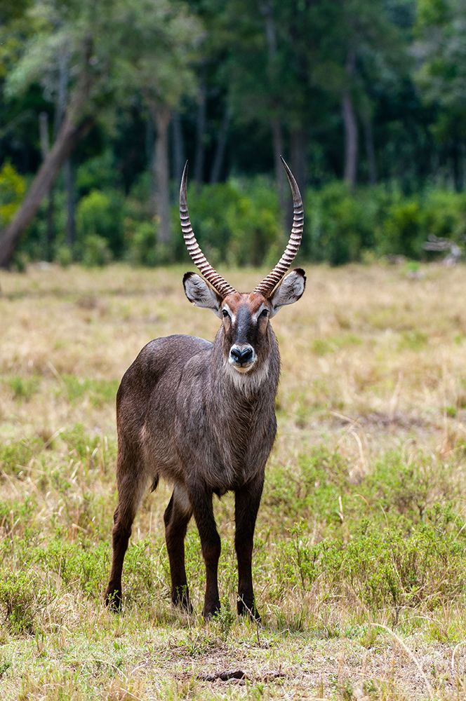 Portrait of a waterbuck-Kobus ellipsiprymnus Masai Mara National Reserve-Kenya art print by Sergio Pitamitz for $57.95 CAD