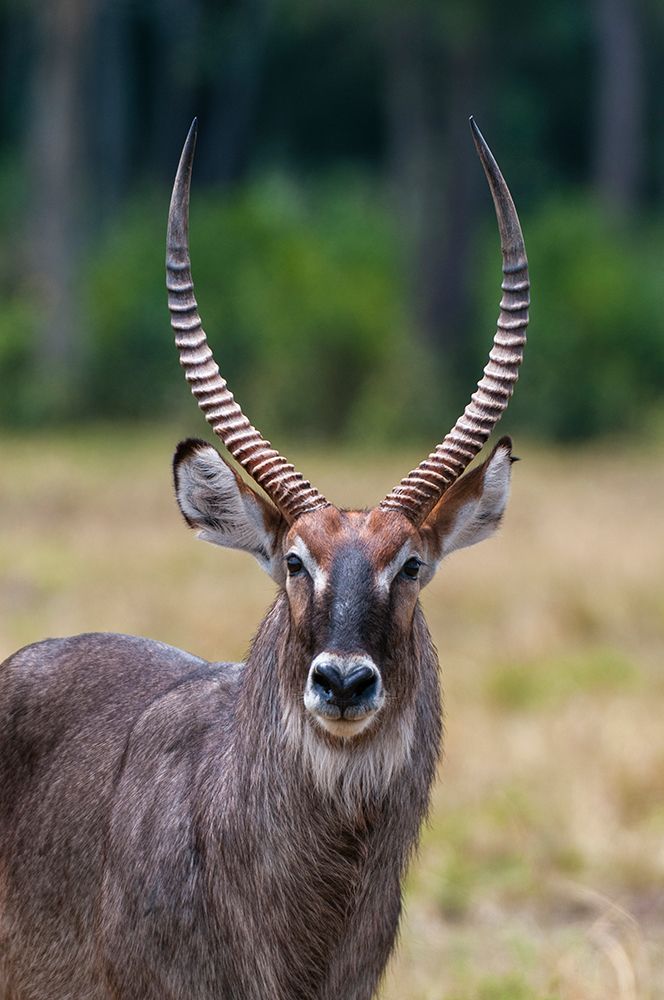 Close-up portrait of a waterbuck-Kobus ellipsiprymnus Masai Mara National Reserve-Kenya art print by Sergio Pitamitz for $57.95 CAD
