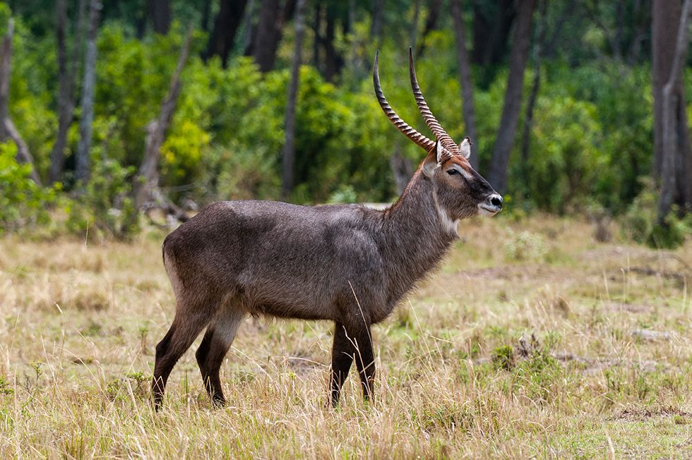Portrait of a waterbuck-Kobus ellipsiprymnus Masai Mara National Reserve-Kenya art print by Sergio Pitamitz for $57.95 CAD