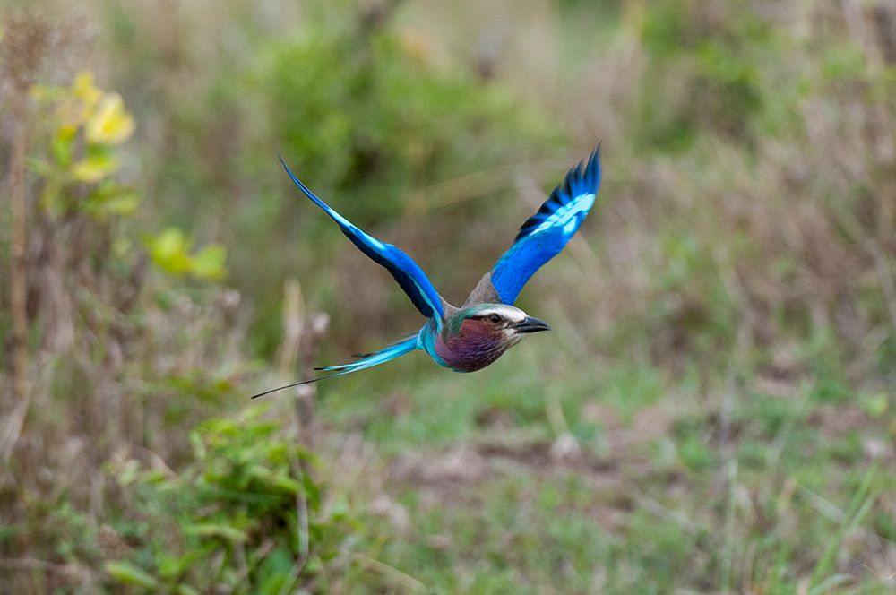 A lilac-breasted roller-Coracias caudata-in flight Masai Mara National Reserve-Kenya art print by Sergio Pitamitz for $57.95 CAD