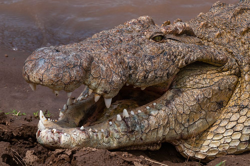 Nile crocodile with its mouth open to help it cool off Masai Mara National Reserve-Kenya art print by Sergio Pitamitz for $57.95 CAD