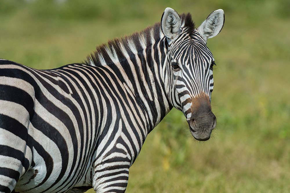 A close-up of a Common zebra at Amboseli National Park-Kenya-Africa art print by Sergio Pitamitz for $57.95 CAD