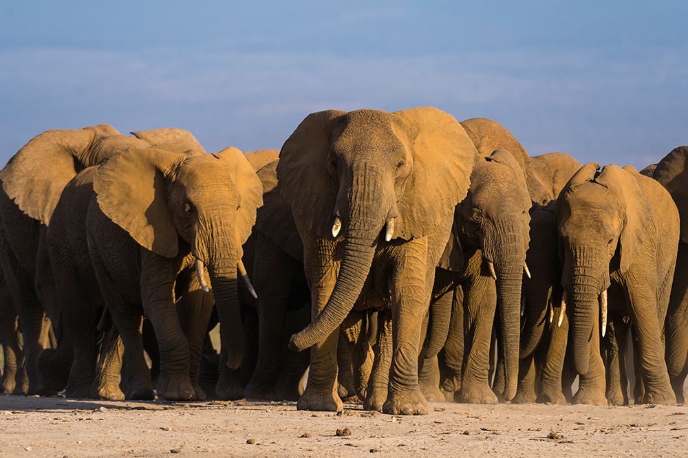 Herd of African elephants walking in the plains of Amboseli National Park-Kenya-Africa art print by Sergio Pitamitz for $57.95 CAD