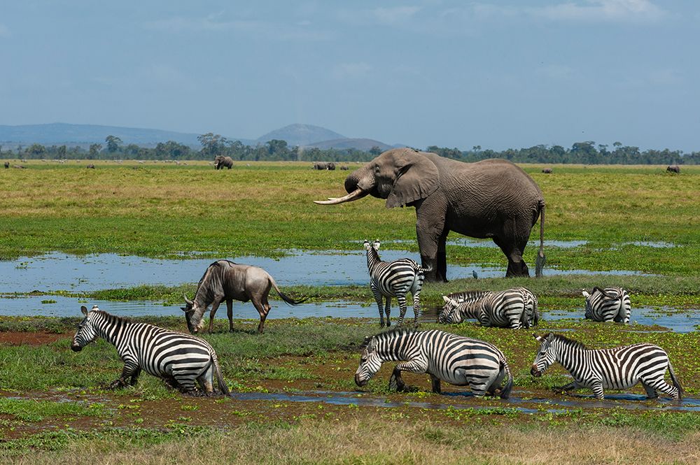 An African elephant-common zebras-and a wildebeest drinking at a waterhole Amboseli NP-Kenya art print by Sergio Pitamitz for $57.95 CAD
