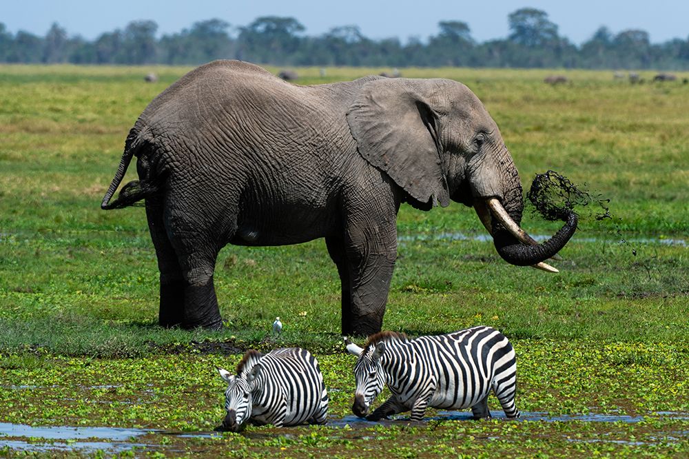 An African elephant and common zebras drinking at waterhole Amboseli National Park-Kenya-Africa art print by Sergio Pitamitz for $57.95 CAD