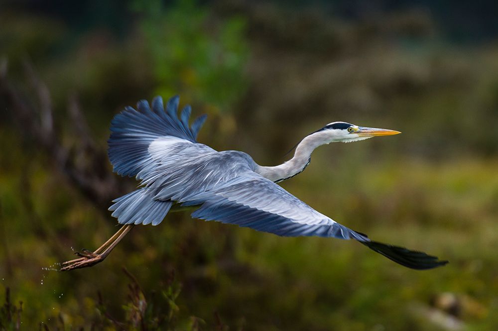 A Grey heron-Ardea cinerea-in flight Kenya-Africa art print by Sergio Pitamitz for $57.95 CAD
