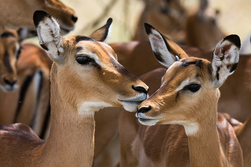 Portrait of a female impala and a young mal-Aepyceros melampus art print by Sergio Pitamitz for $57.95 CAD