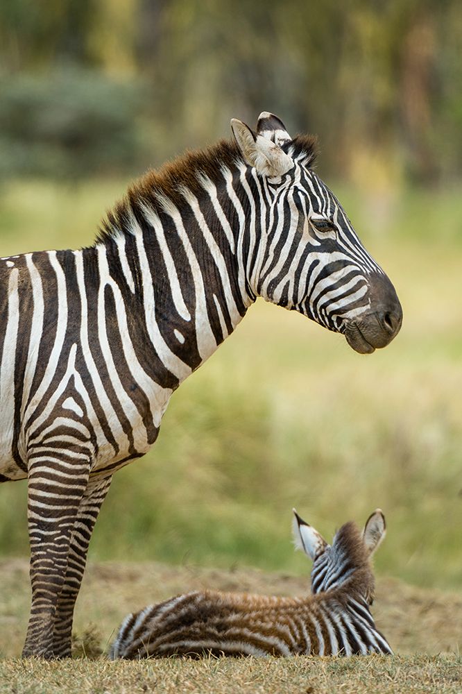 A Plains zebra and its foal at Lake Nakuru National Park-Kenya-Africa art print by Sergio Pitamitz for $57.95 CAD