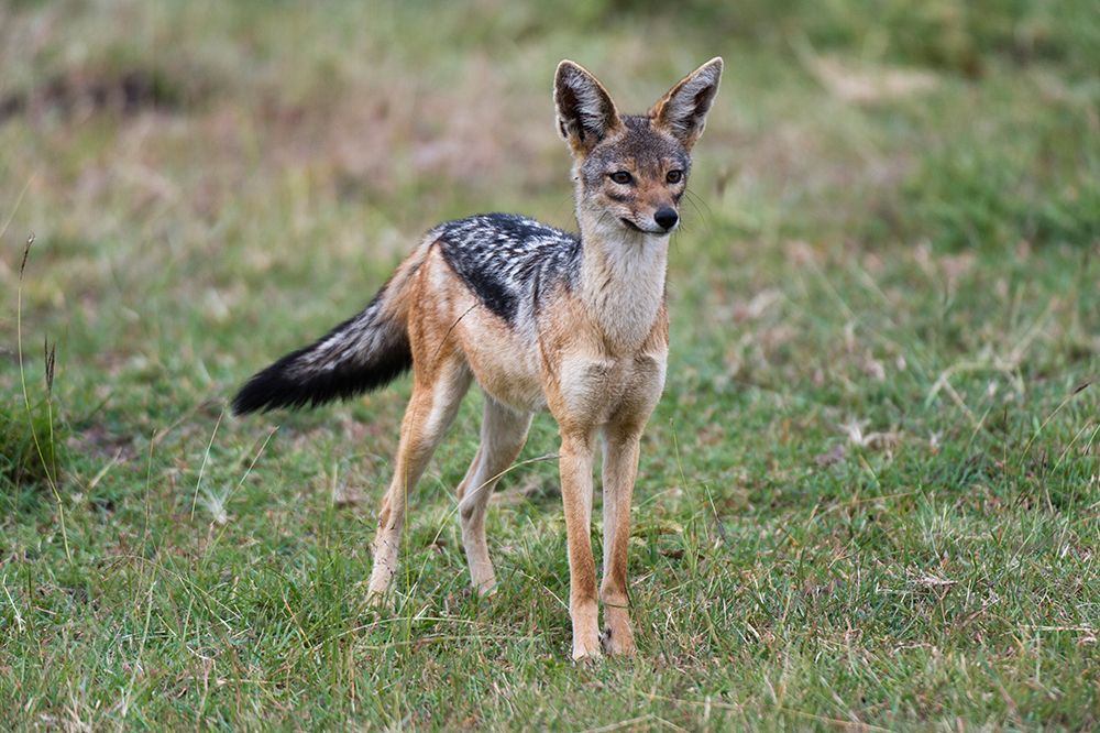 Portrait of a black-backed jackal-Canis mesomelas Masai Mara National Reserve-Kenya-Africa art print by Sergio Pitamitz for $57.95 CAD