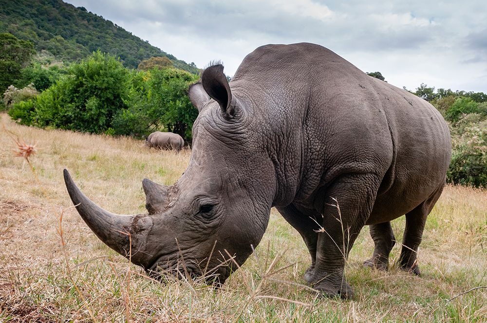 A White rhinoceros in Masai Mara Rhino Sanctuary Masai Mara National Reserve-Kenya-Africa art print by Sergio Pitamitz for $57.95 CAD