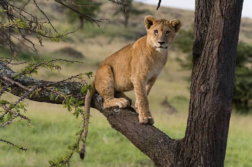 A lion cub sitting on the branch of a tree Masai Mara National Reserve-Kenya-Africa art print by Sergio Pitamitz for $57.95 CAD