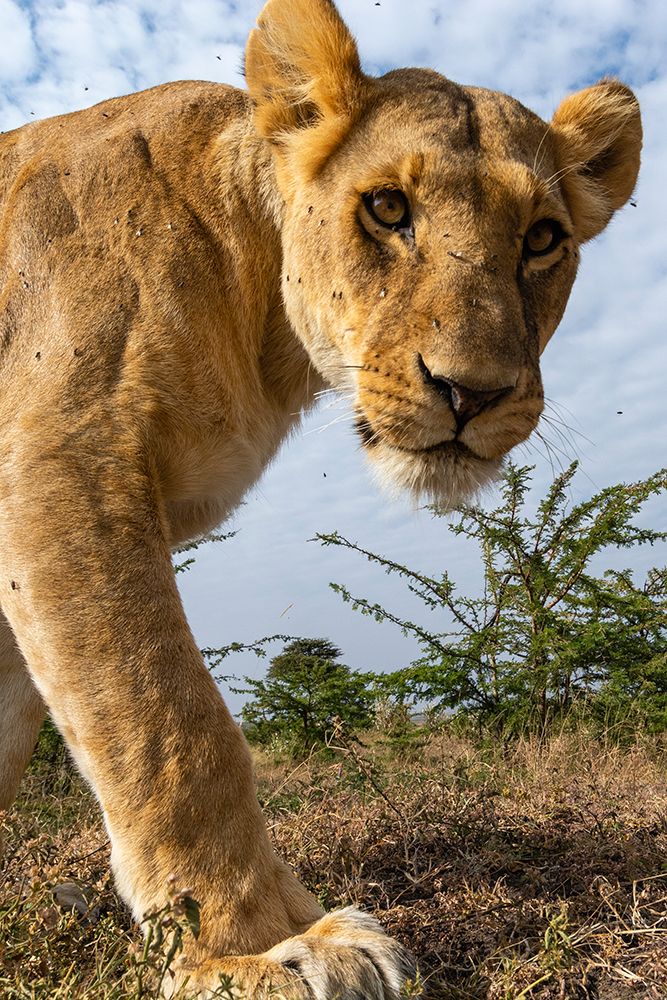 A portrait of a lioness at Masai Mara National Reserve-Kenya-Africa art print by Sergio Pitamitz for $57.95 CAD