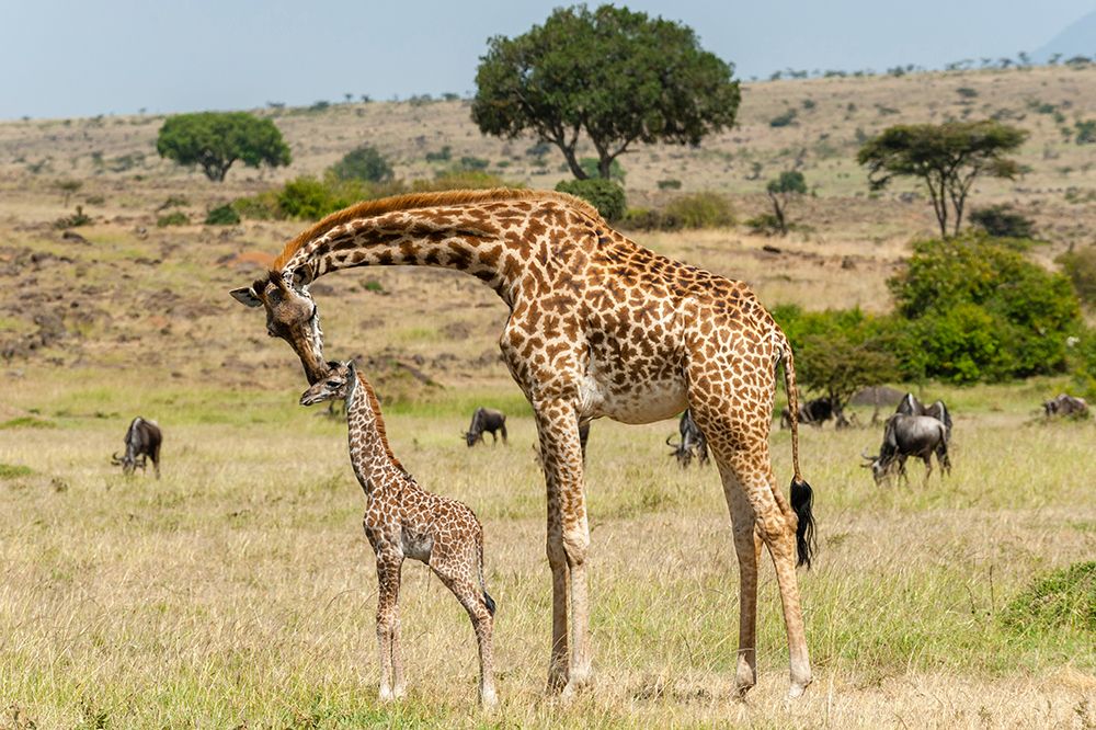 A mother Masai giraffe with its newborn calf still with umbilical cord Masai Mara-Kenya-Africa art print by Sergio Pitamitz for $57.95 CAD