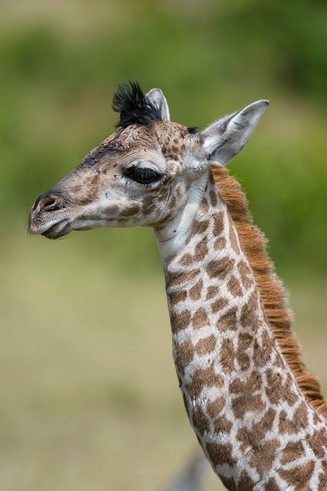 A newborn Masai giraffe art print by Sergio Pitamitz for $57.95 CAD