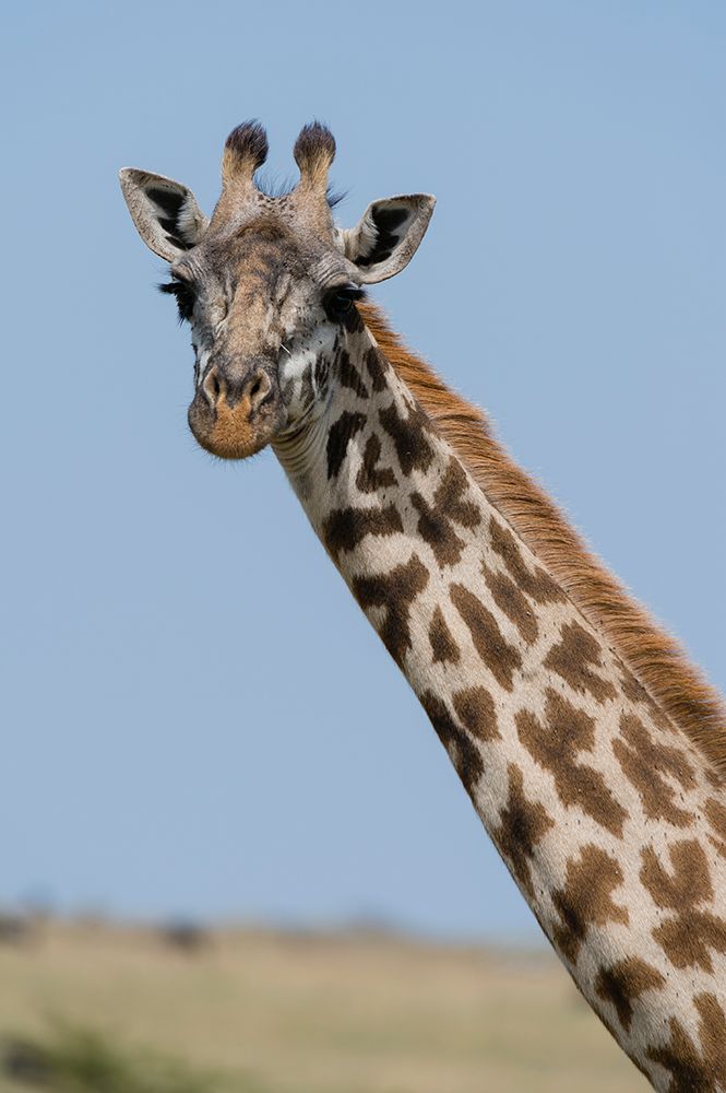 A female Masai giraffe in Masai Mara National Reserve-Kenya-Africa art print by Sergio Pitamitz for $57.95 CAD