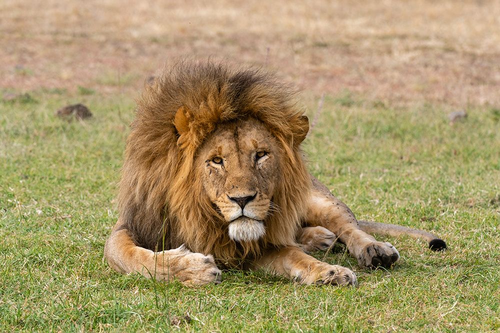 A male lion resting on grass Masai Mara National Reserve-Kenya-Africa art print by Sergio Pitamitz for $57.95 CAD