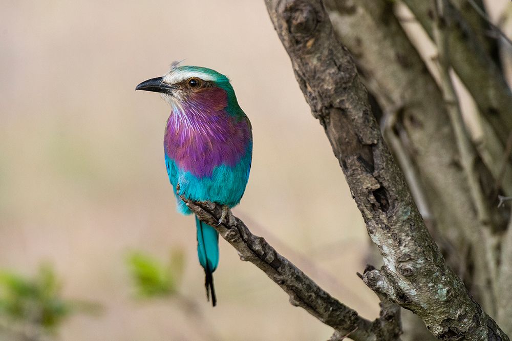 A lilac-breasted roller perched on a tree branch Masai Mara National Reserve-Kenya-Africa art print by Sergio Pitamitz for $57.95 CAD