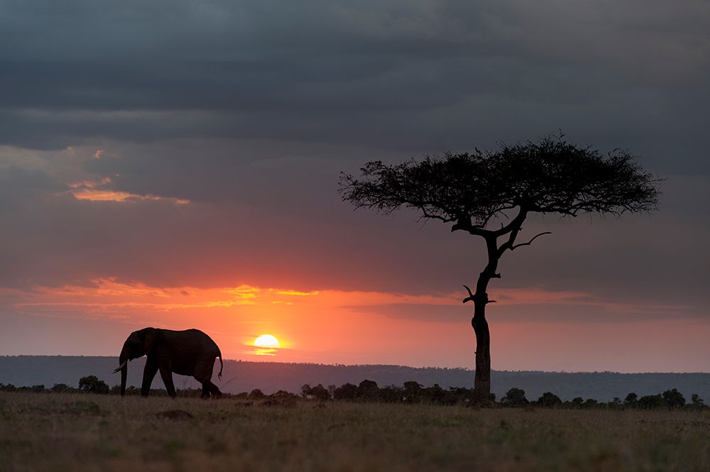 Silhouette of an African elephants walking at sunset Masai Mara National Reserve-Kenya-Africa art print by Sergio Pitamitz for $57.95 CAD