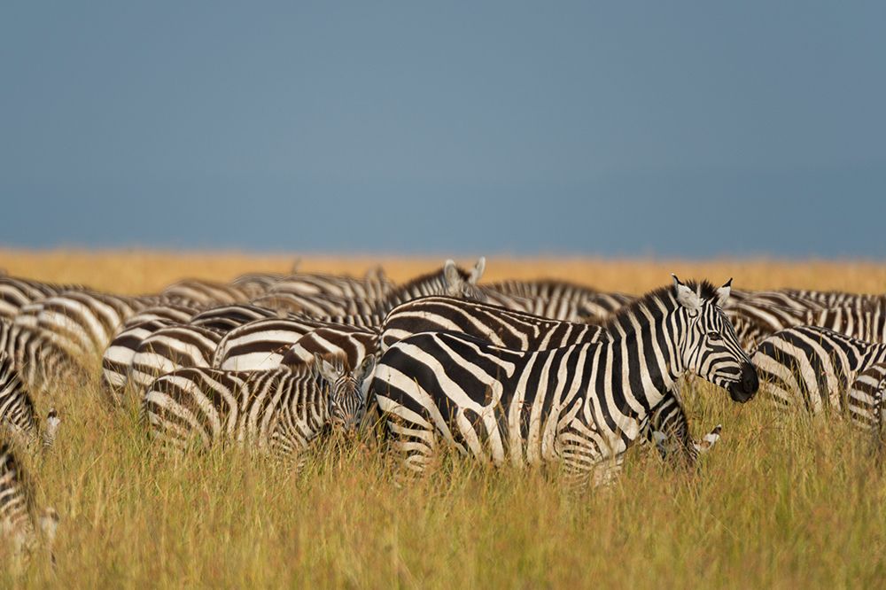 Herd of Plains zebras grazing in the grass at Masai Mara National Reserve-Kenya-Africa art print by Sergio Pitamitz for $57.95 CAD