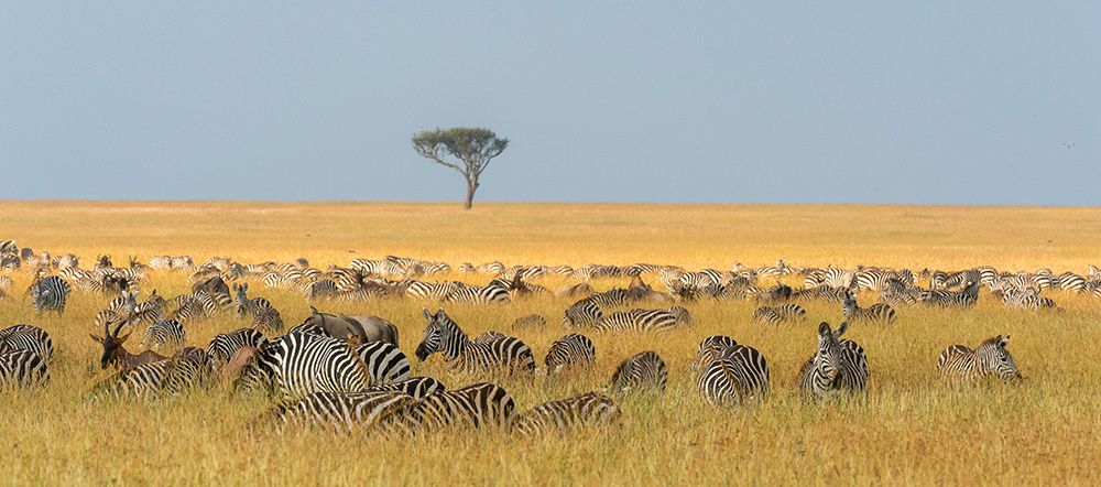 Herd of Plains zebras grazing in the grass at Masai Mara National Reserve-Kenya-Africa art print by Sergio Pitamitz for $57.95 CAD