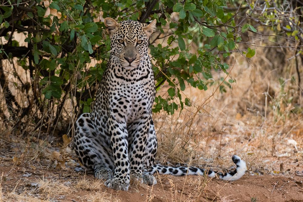 A leopard resting in the shade-Samburu National Reserve-Kenya Kenya art print by Sergio Pitamitz for $57.95 CAD