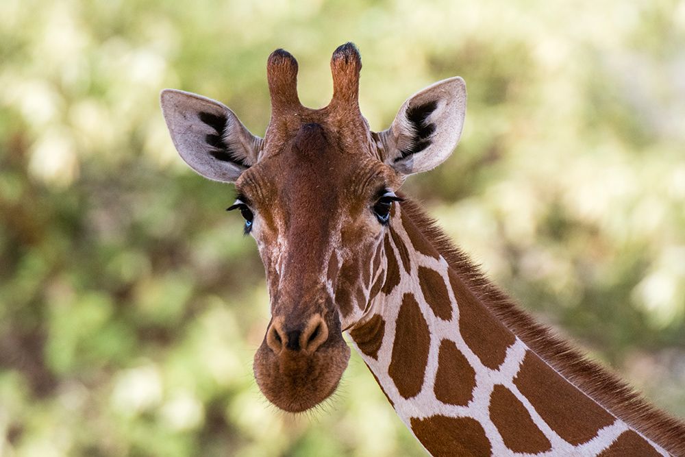 Reticulated giraffe looking at the camera-Kalama conservancy-Samburu-Kenya art print by Sergio Pitamitz for $57.95 CAD