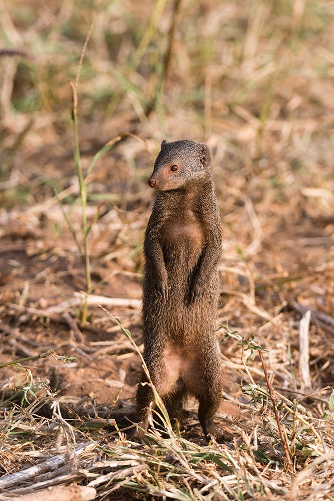 A dwarf mongoose-Helogale parvula-surveying the landscape-Samburu-Kenya Kenya art print by Sergio Pitamitz for $57.95 CAD