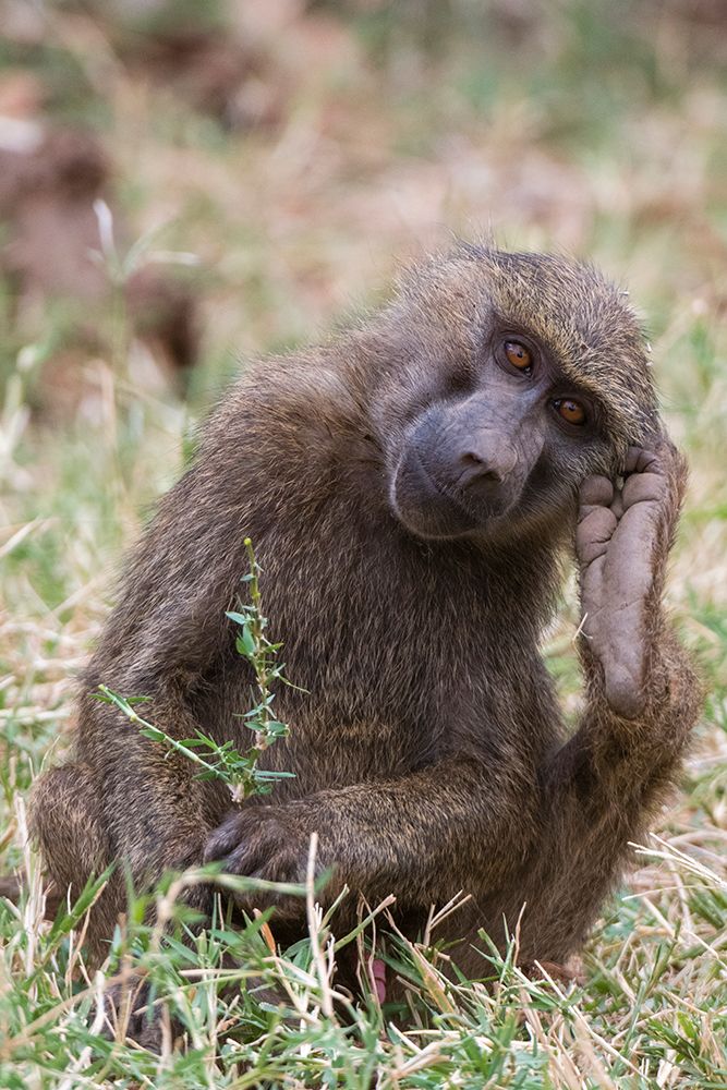 Portrait of an olive baboon-Papio Anubis-Kalama Conservancy-Samburu-Kenya Kenya art print by Sergio Pitamitz for $57.95 CAD