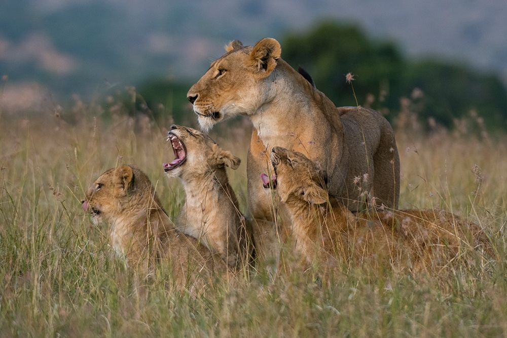 A lioness greeted by the her cubs upon her return-Masai Mara-Kenya Kenya art print by Sergio Pitamitz for $57.95 CAD